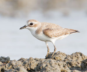 Хиазат (Монгол хиазат)